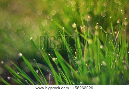 Detail of spring morning dew on the grass