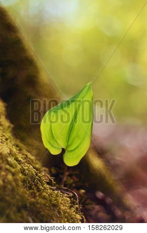 New growth leaf in the spring forest.