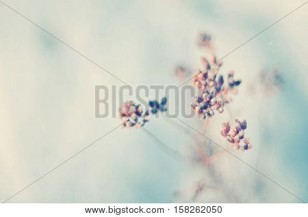 Abstract background with plant in winter snow