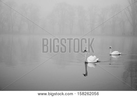 Two swans on the pond during foggy winter morning