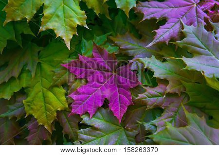 maple leaves in yellow and green colors with a large bright pink purple leaf in the middle of the photo, crisp, dark, autumn view, processed, nature close-up, full of color, background