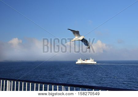 Ferry on the sea and seagull in sunny day
