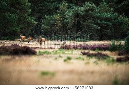 Herd Of Red Deer In An Open Field Near Forest. National Park Hoge Veluwe.
