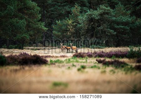Herd Of Red Deer In An Open Field Near Forest. National Park Hoge Veluwe.