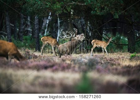 Roaring Red Deer Stag Between Herd Of Hinds In Mating Season. National Park Hoge Veluwe.
