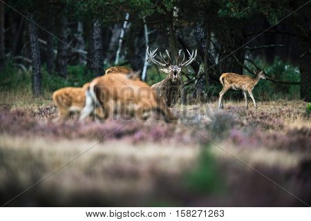 Roaring Red Deer Stag Between Herd Of Hinds In Mating Season. National Park Hoge Veluwe.