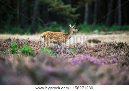 Young Red Deer Doe In Heath Near Forest. National Park Hoge Veluwe.