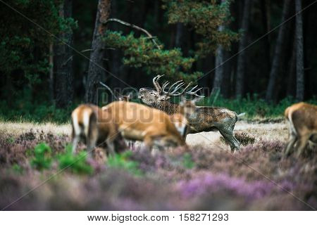 Roaring Red Deer Stag Between Herd Of Hinds In Mating Season. National Park Hoge Veluwe.