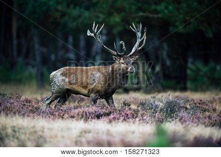 Solitary Red Deer Stag With Big Antlers Standing In Heath. National Park Hoge Veluwe.