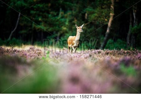 Solitary Red Deer Doe In Heath Field Near Forest. National Park Hoge Veluwe.