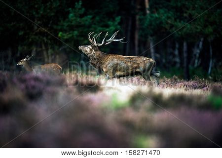 Roaring Red Deer In Mating Season. National Park Hoge Veluwe.