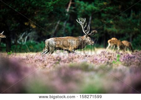 Red Deer With Dirty Antlers Walking In Heath Field. National Park Hoge Veluwe.