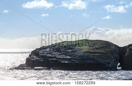 Hundreds of flying birds as sun shines on shadowy bird island in Maberly, Newfoundland.  Ancient rock features natural tunnel & hosts thousands of cormorant, puffins, gulls & other seabirds.