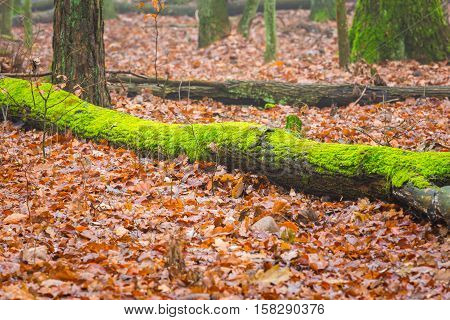 Tree Hub Growing On Trunk