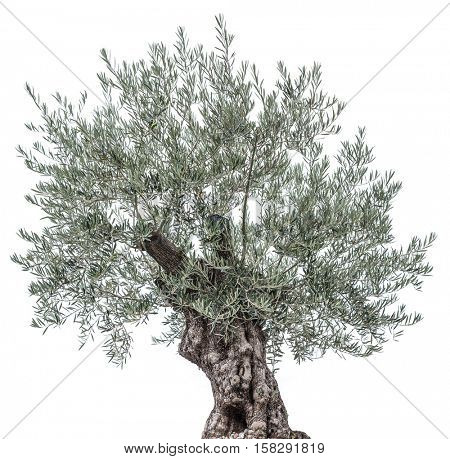 Olive tree. Isolated object.
