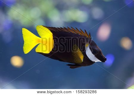 Bicolored foxface (Siganus uspi). Marine fish.