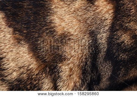 Closeup photograph of domestic pet cat fuzzy fluffy fur tabby color breed texture background