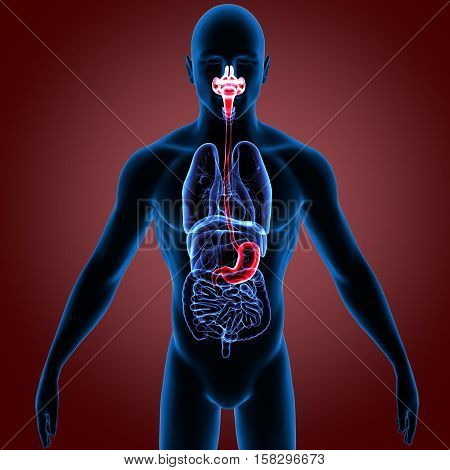 Human Digestive System Anatomy. 3D Render system