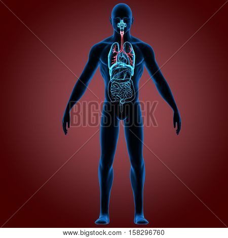 3D rendering Human Respiratory System Illustration system