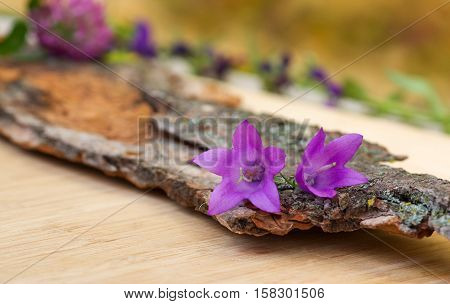 Closeup of violet purple bell-flowers on old wooden bark with rough texture background on a light wooden board card copy space. Selective focus