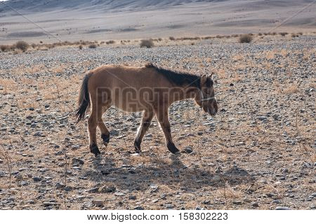 Mongolian Horse In The Mongolia Desert Mountain Steppe