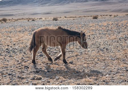 Mongolian Horse In The Mongolia Desert Mountain Steppe