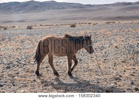 Mongolian Horse In The Mongolia Desert Mountain Steppe