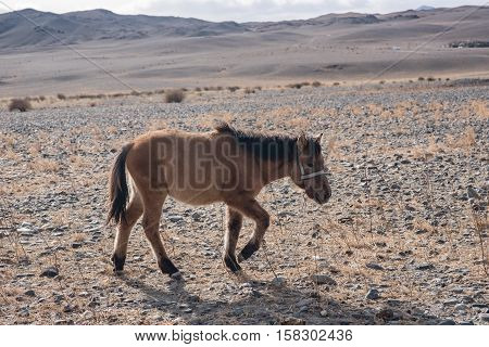 Mongolian Horse In The Mongolia Desert Mountain Steppe