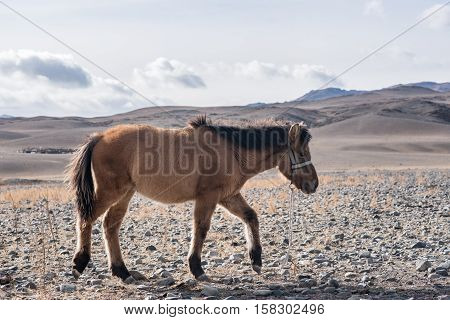 Mongolian Horse In The Mongolia Desert Mountain Steppe