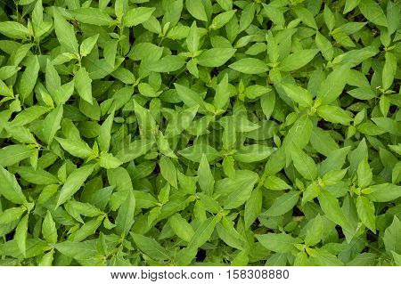 fresh green rhinacanthus nasutus leaves in nature garden