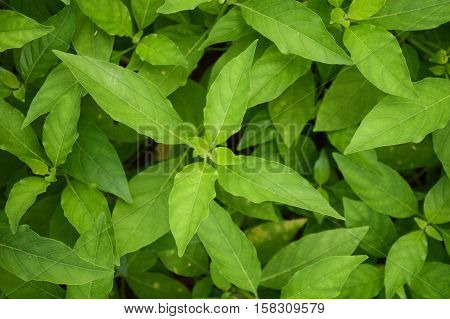 fresh green rhinacanthus nasutus leaves in nature garden