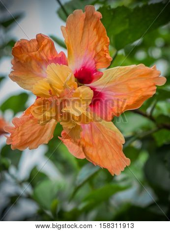 hibiscus in the gardens are  beautiful nature in Thailand