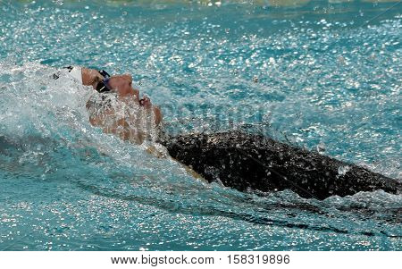 Hong Kong China - Oct 29 2016. Olympic world and European champion swimmer Katinka HOSSZU (HUN) swimming backstroke. FINA Swimming World Cup Preliminary Heats Victoria Park Swimming Pool.