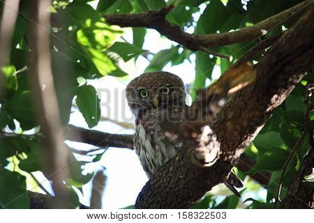 A Pearl-spotted Owlet (Glaucidium perlatum) cautiously watched the observer.