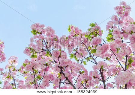Close up full bloom japanese sakura and blue sky