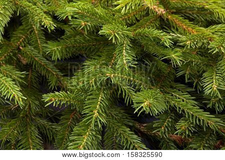 Background from green branches of fir tree. Fir-tree. Spruce.