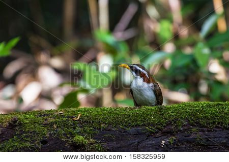 White-browed Scimitar-babbler In Nature