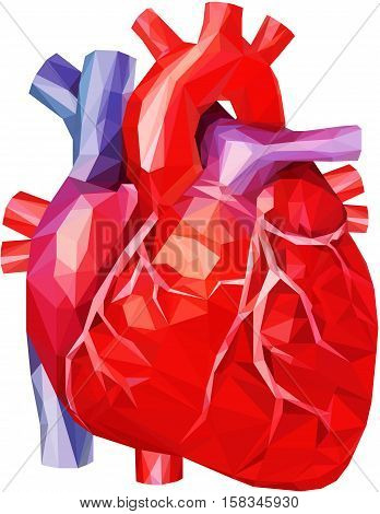 Human heart low poly with veins and aorta