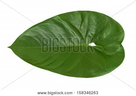 Isolated beautiful green Philodendron leaf plant on a white background. Closeup texture useful for 3d texturing to create an exotic tropical nature outdoors