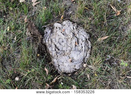 Dried Cow Dung In The Grass. The Excrement Of Livestock