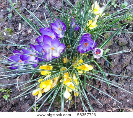 Bush Violet Flowers On A White Ground. Spring Flower Bed.