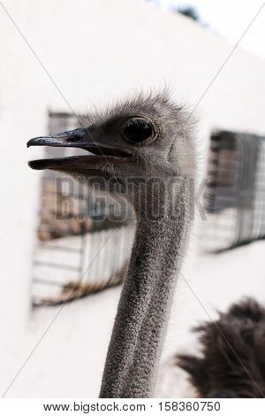 Ostrich head afrikanskogos black beak and large eyes