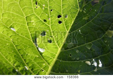 Leaf With Holes