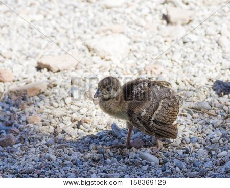 Peacock chick confident paces over the rocks close up