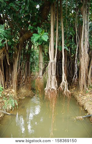 Copse with hanging lianas on a strem
