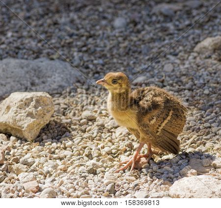 Peacock chick confident paces over the rocks close up