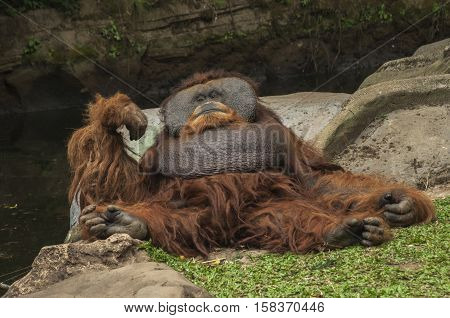 big male orangutan orange monkey is resting
