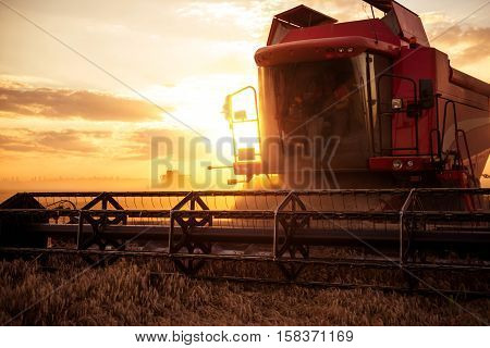 Harvesting The Wheat