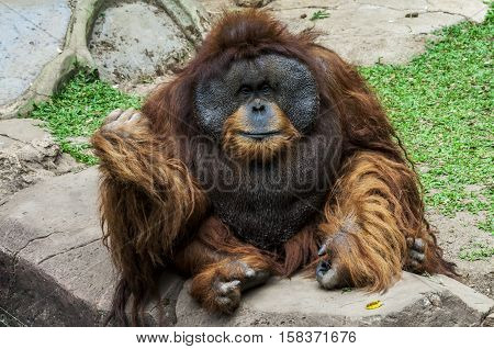 a big male orangutan orange monkey sitting