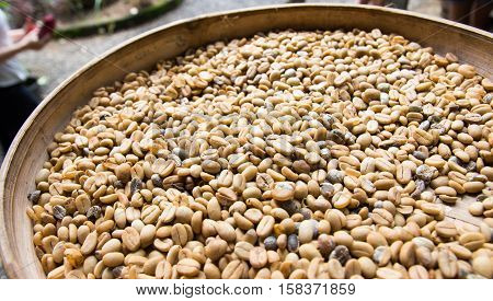 freshly harvests kopi luwak or civet coffee, refers to the coffee that includes part-digested coffee cherries eaten and defecated by the Asian palm civet